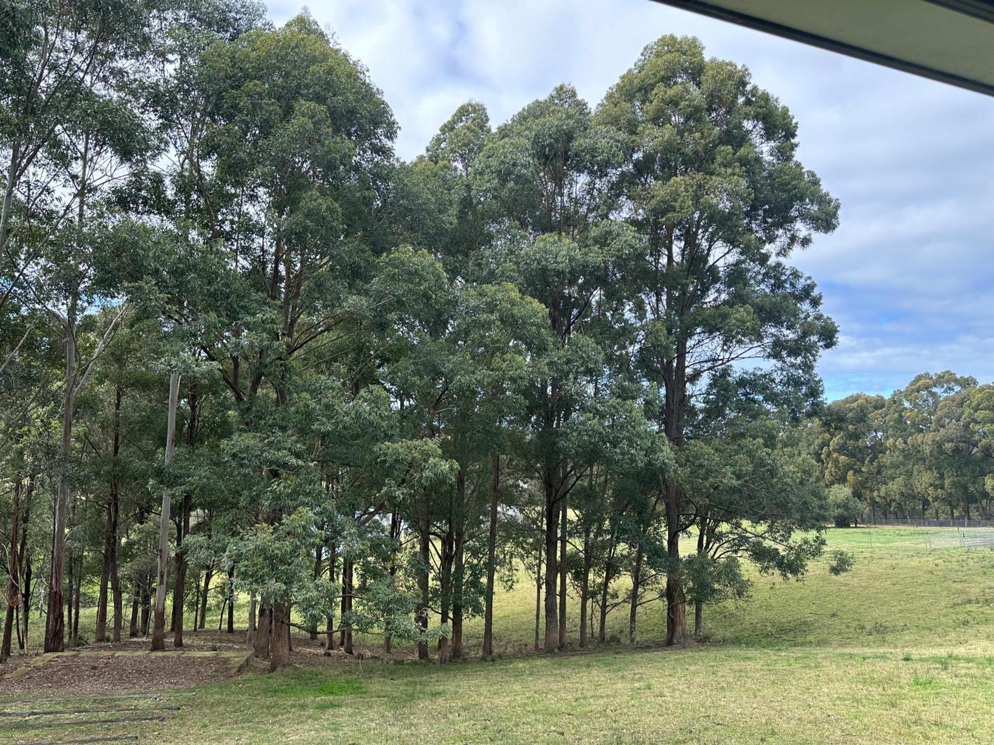 Blueberry Hills On Comleroy Farmstay - Self-Contained Cottages Kurrajong Exterior foto